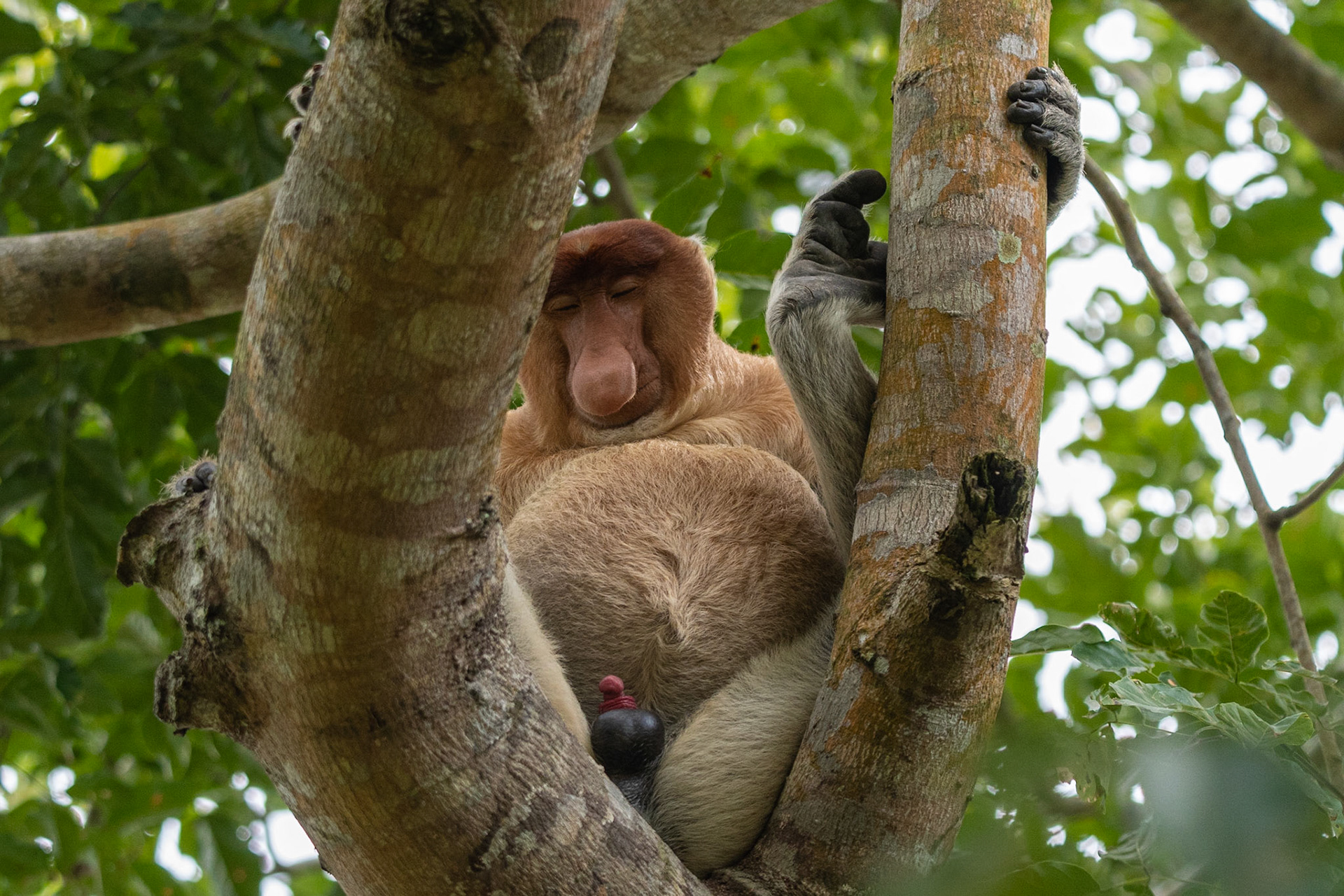 Proboscis Monkey, Bako National Park, Malaysia