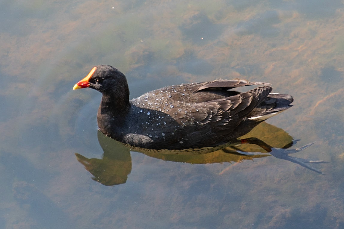 Moorhen, Melbourne, Vic
