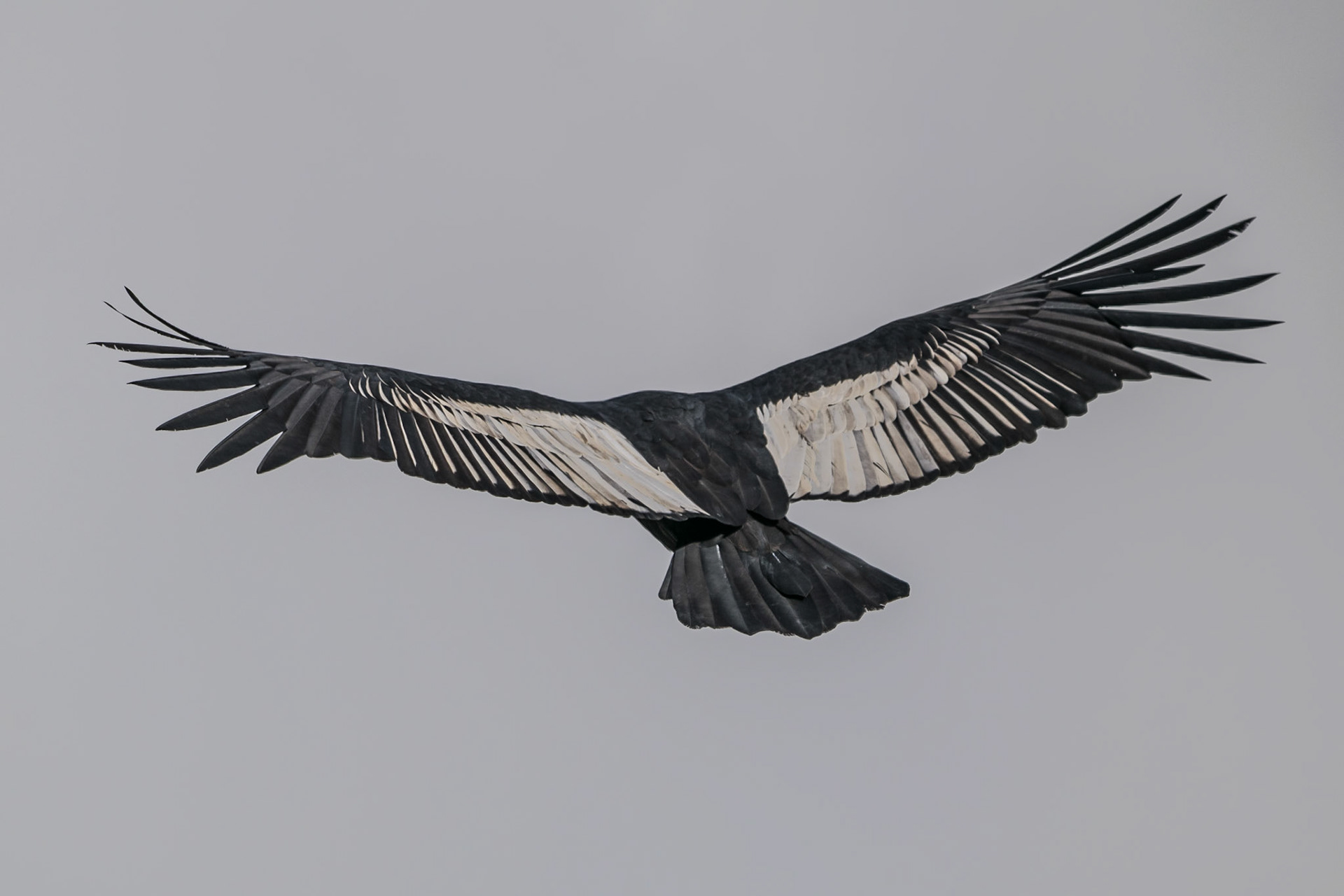 Condor, Colca Canyon, Peru