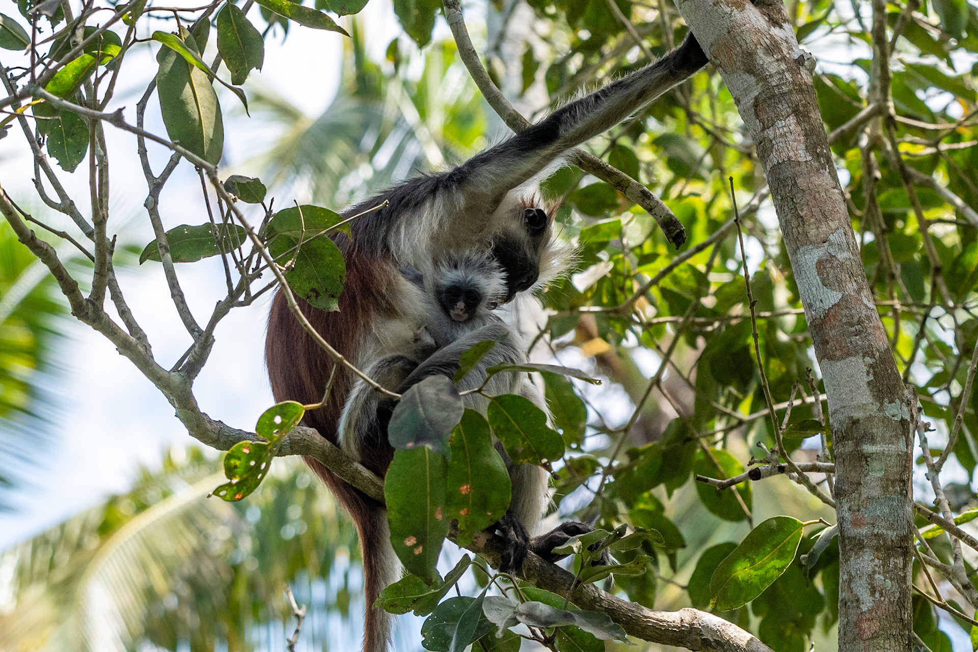 Zanzibar Red Colobus Monkey, Jozani Forest, Zanzibar, Tanzania