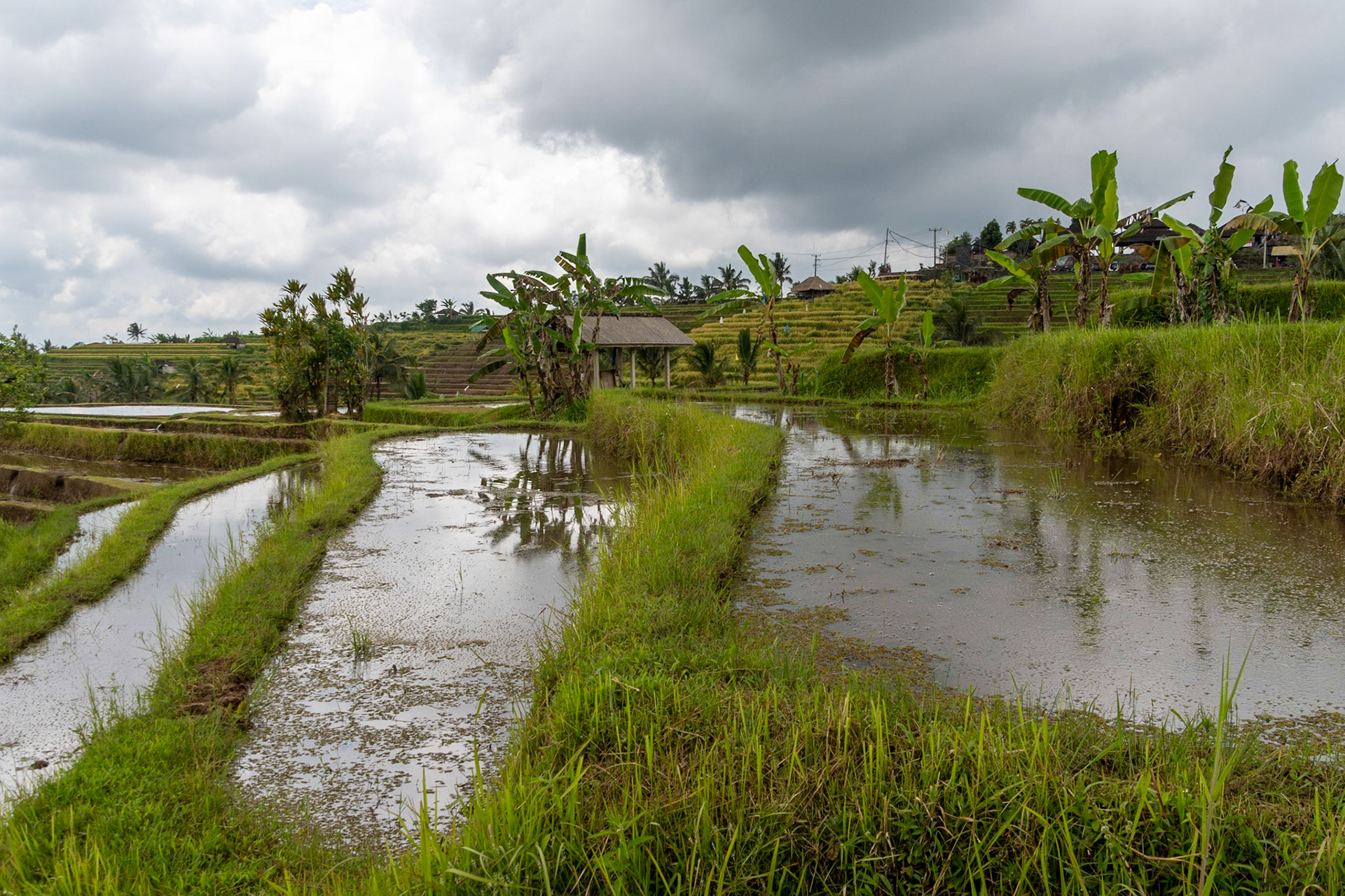 Padi terraces, Jatiluwih