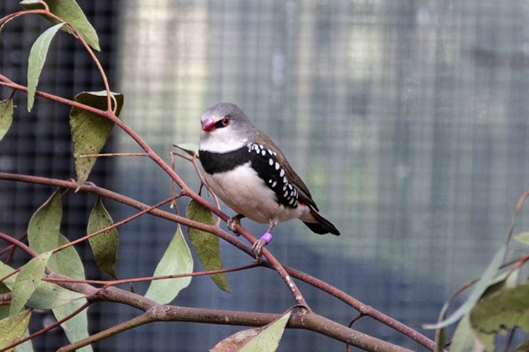 Diamond Firetail (cap), Healesville, Vic