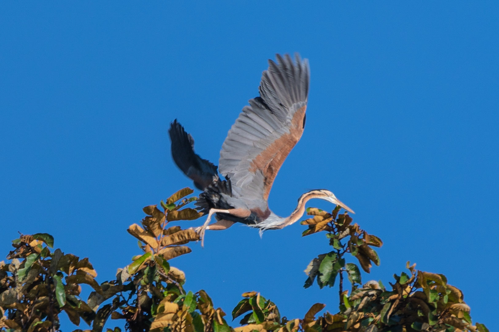Purple Heron, Kinabatangan River, Sabah, East Malaysia