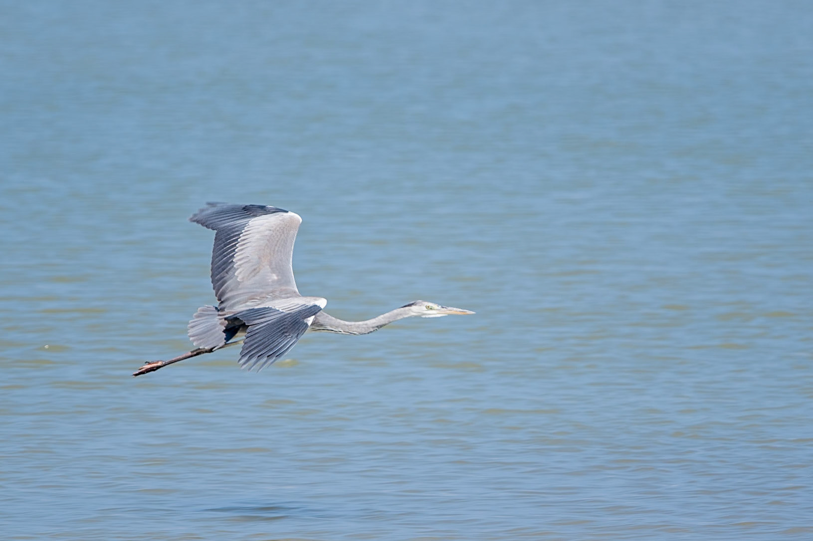 Grey Heron, Tiwi