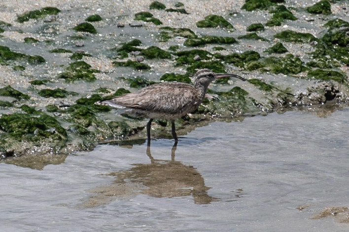 Whimbrel, Cairns, Qld