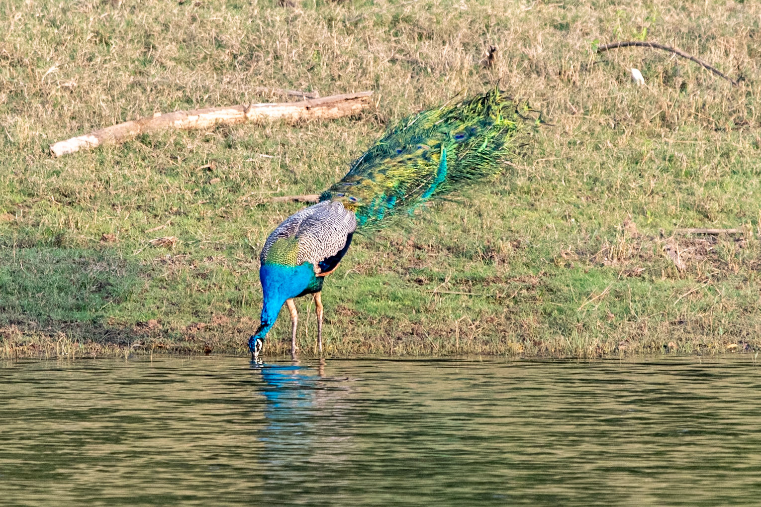 Peafowl (m), Nagarahole
