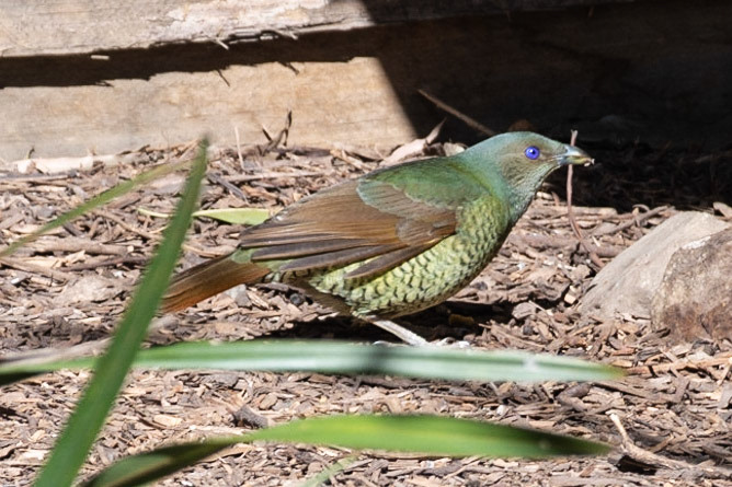 Satin Bowerbird, Healesville, Vic