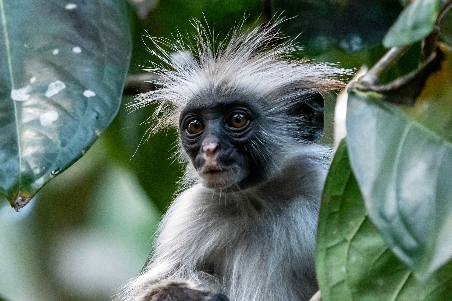 Zanzibar Red Colobus Monkey, Jozani Forest, Zanzibar, Tanzania