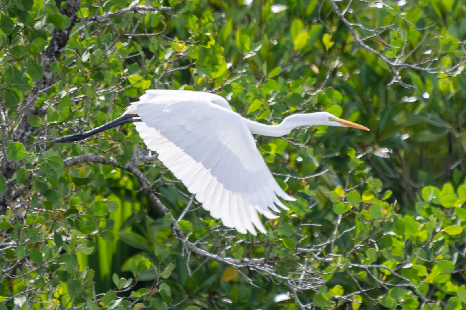 Great Egret, Santubong River, Sarawak, East Malaysia