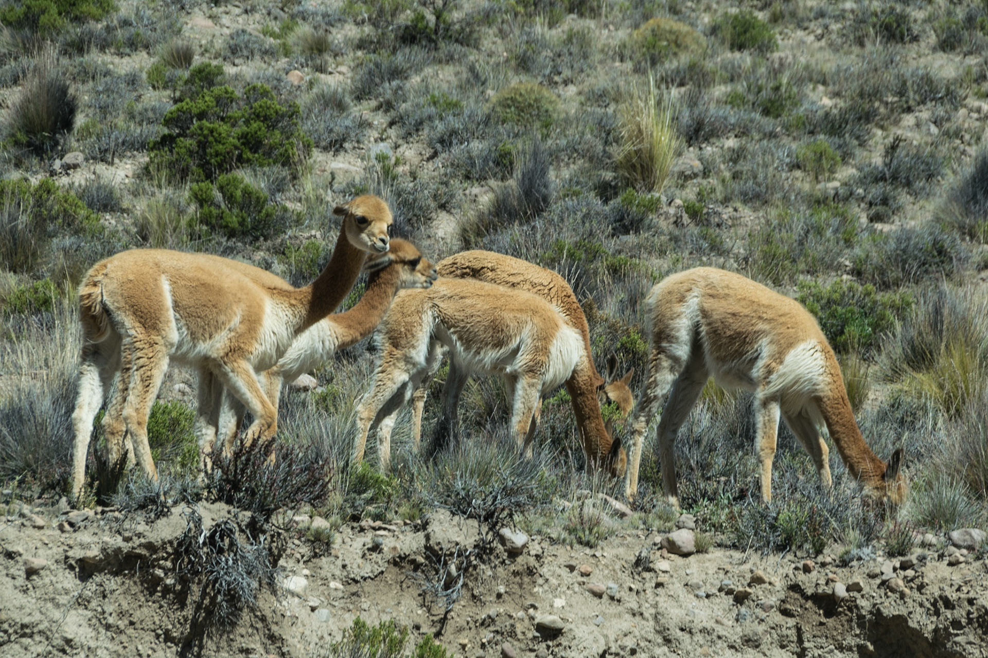 Vicunas, en route to Chivay
