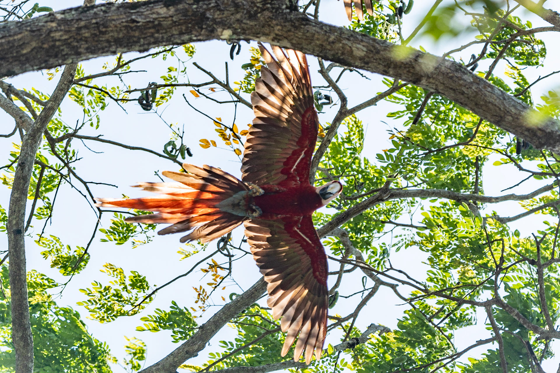 Scarlet Macaw, en route to Manuel Antonio, Costa Rica