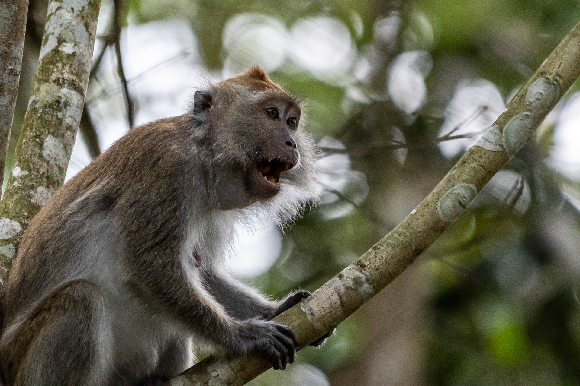 Crab-eating macaque, Bilit, Malaysia