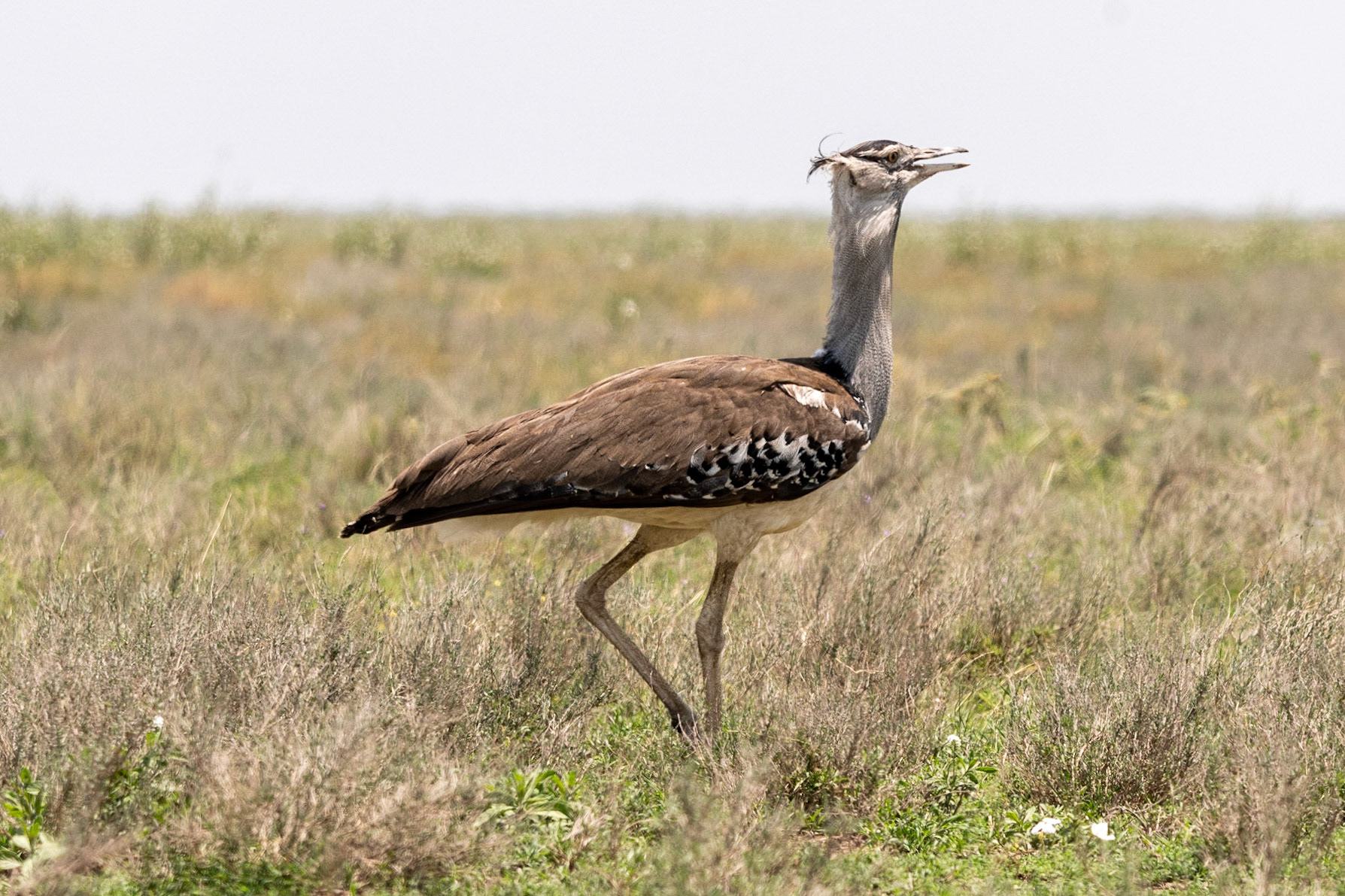 Kori Bustard, Serengeti
