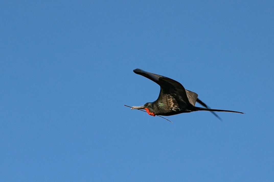 Frigate Bird (m), Genovesa, Galapagos, Ecuador