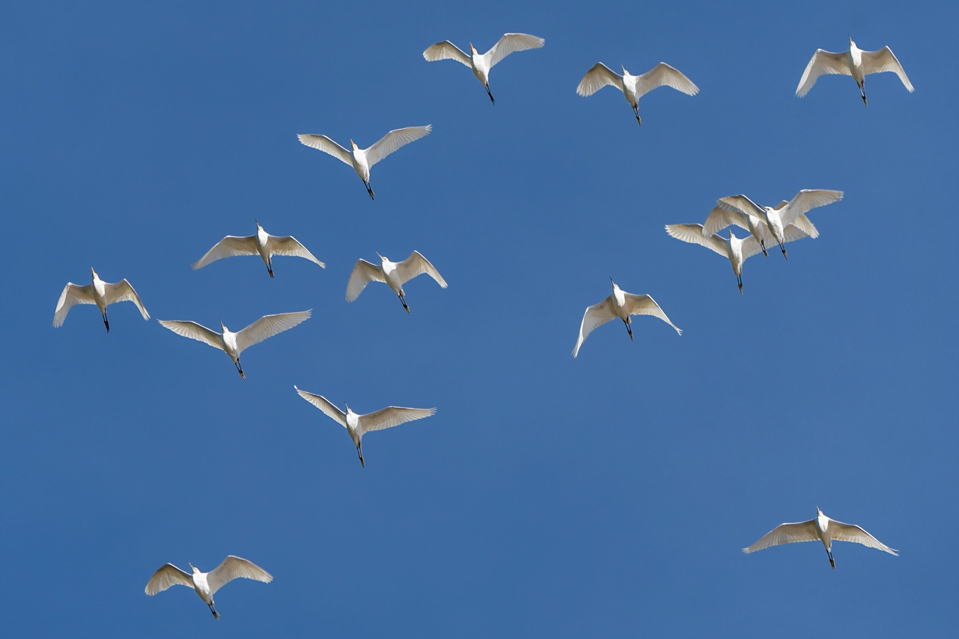 Egrets, Kinabatangan River, Sabah, East Malaysia
