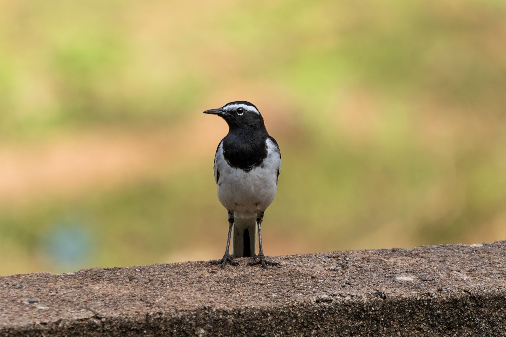White-browed Wagtail, en route to Thanjavur