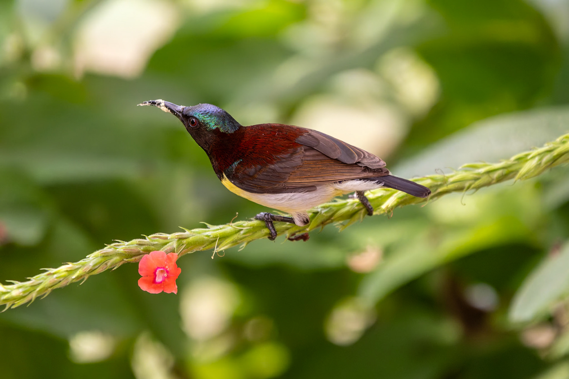 Purple-rumped Sunbird (m), Kabini