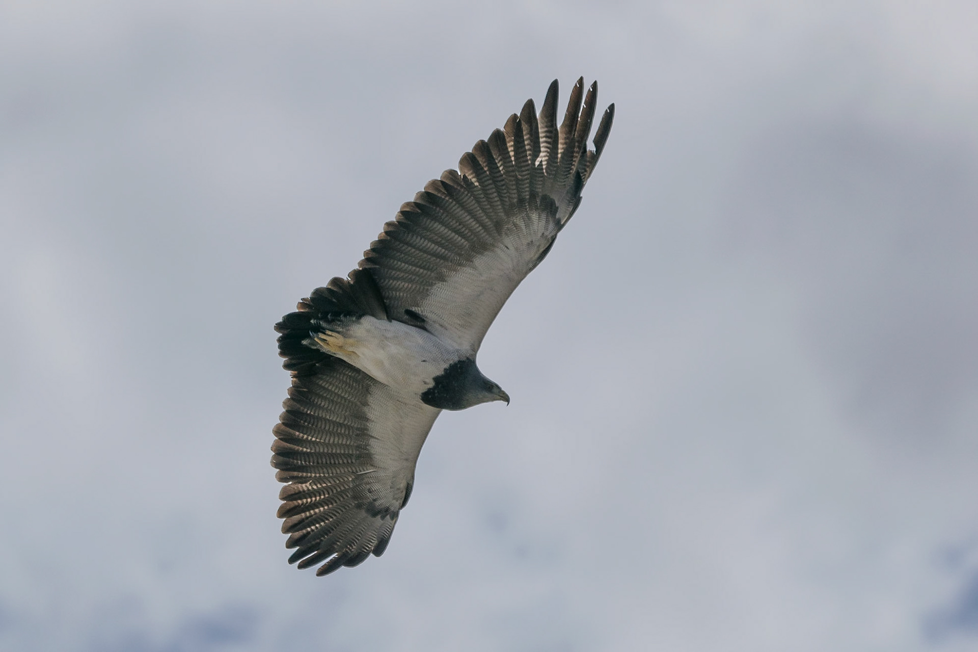 Condor, Colca Canyon, Peru
