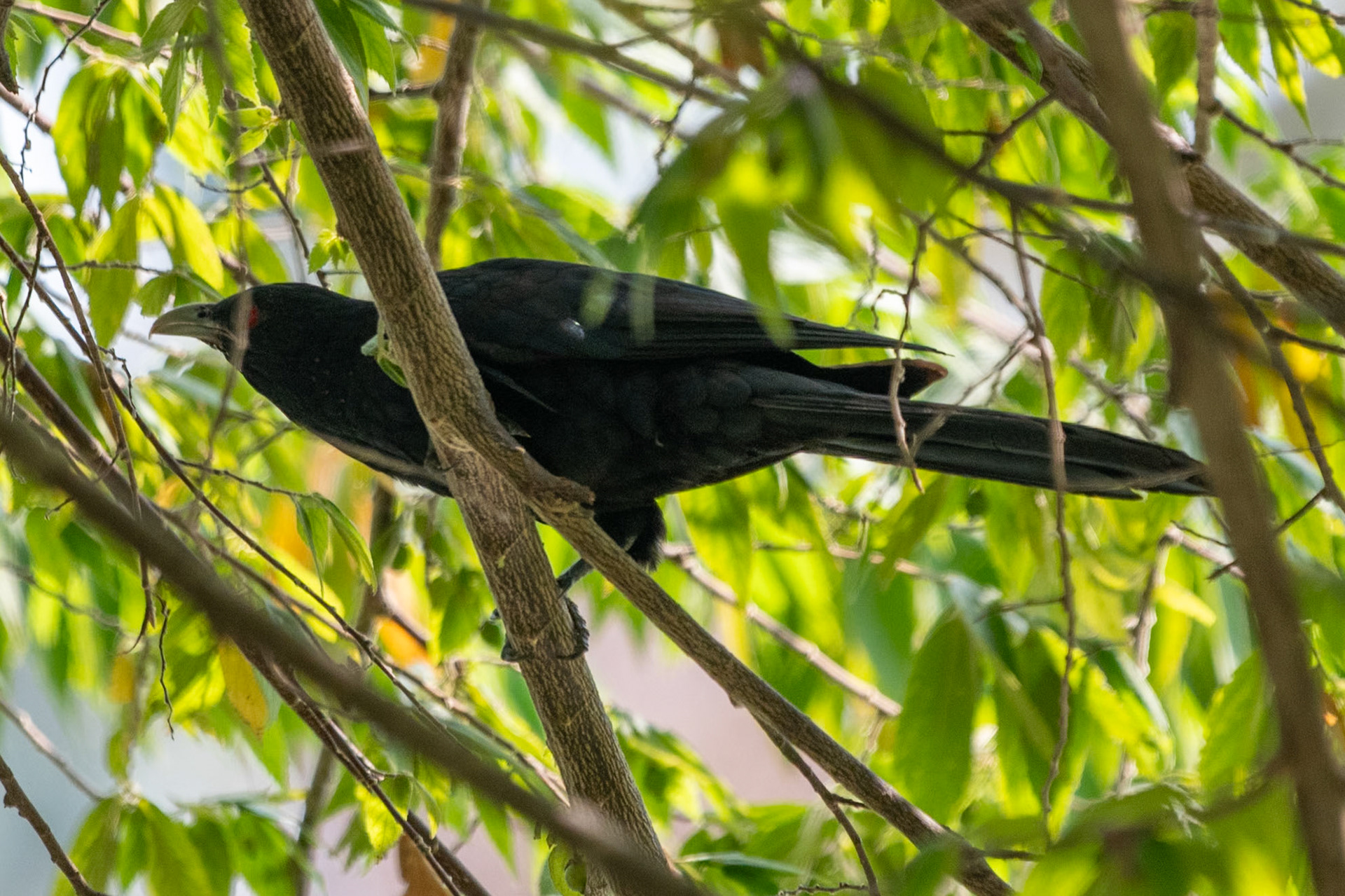 Asian Koel (m), en route to Alleppey