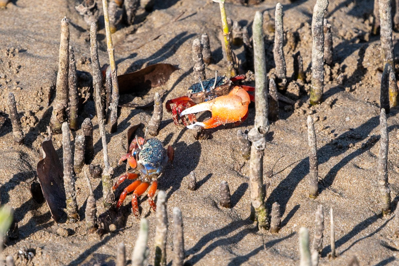 Fiddler crabs, Qurum, Muscat
