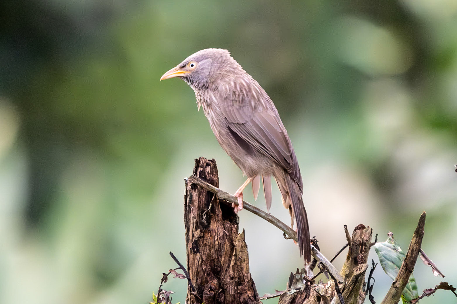 Jungle Babbler, Thekkady