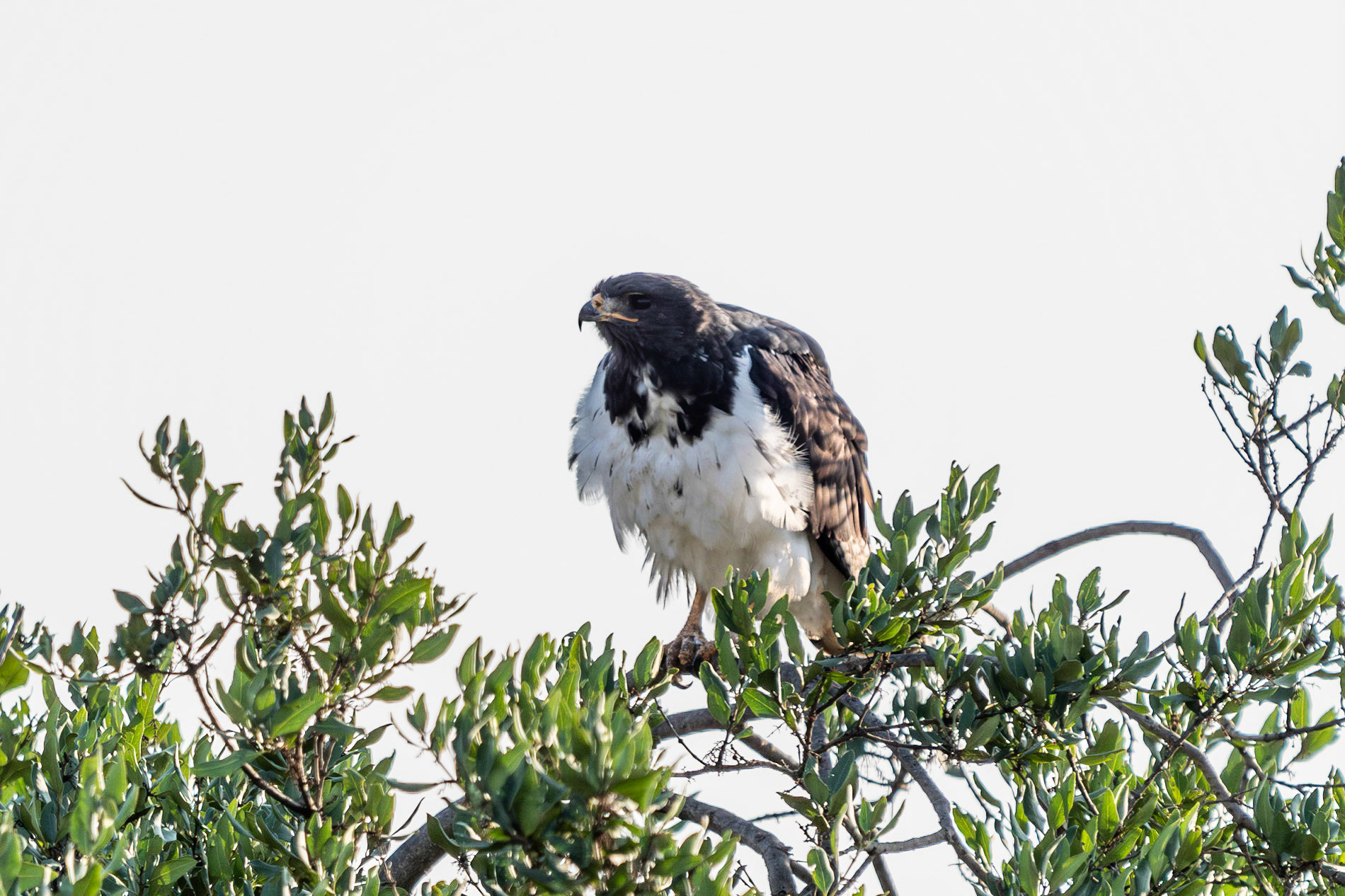 Augur Buzzard, Lake Nakuru National Park