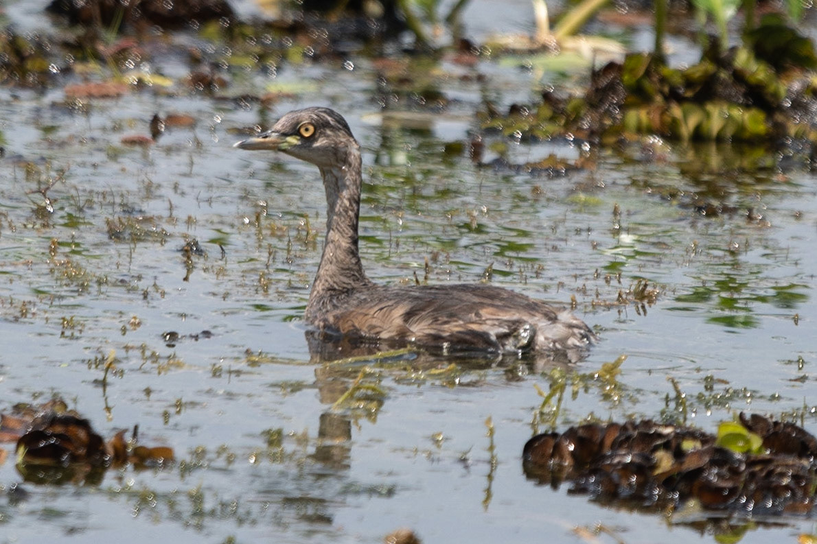 Australasian Grebe, Yellow Water Billabong, NT