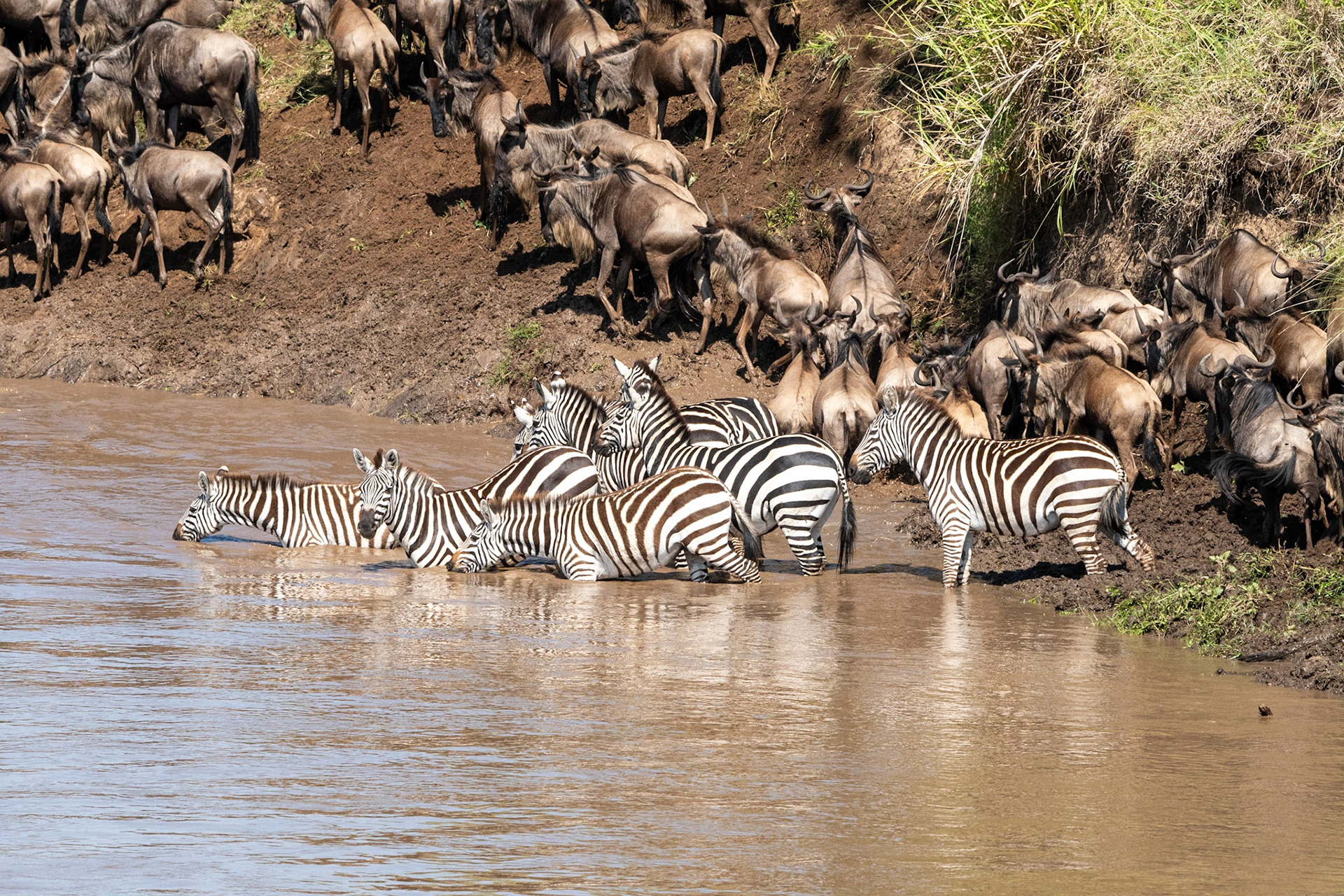 Wildebeests and Zebra crossing Mara River, Maasai Mara