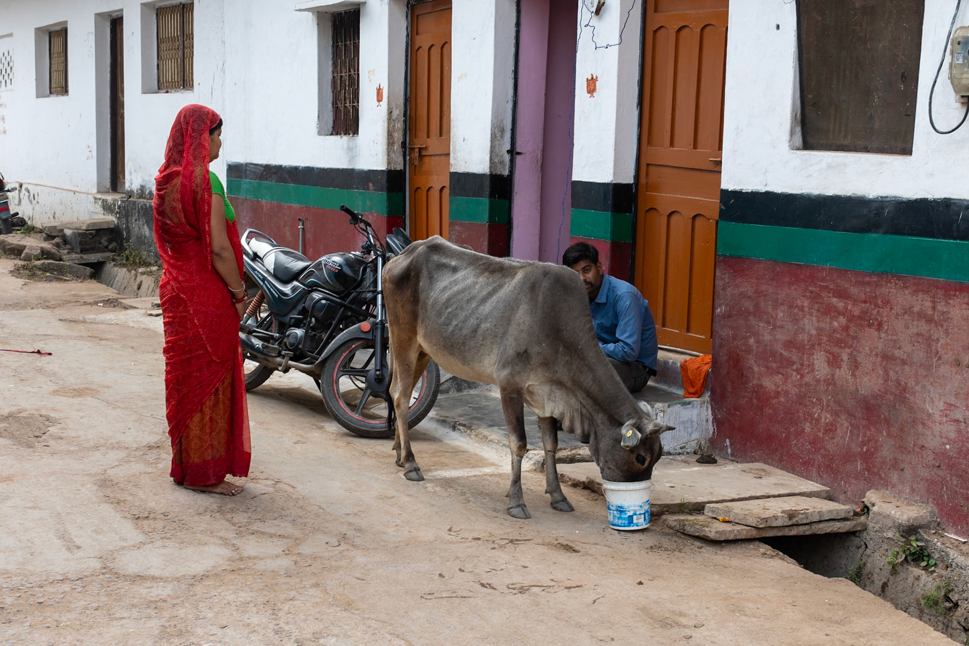Feeding the cow, Khajuraho