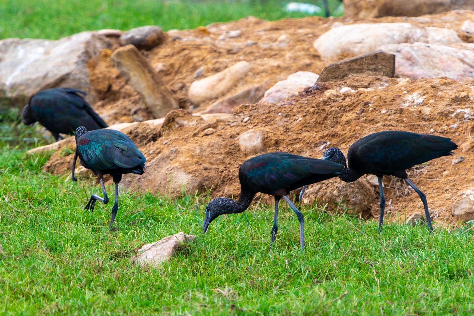 Glossy Ibis, Mirbat