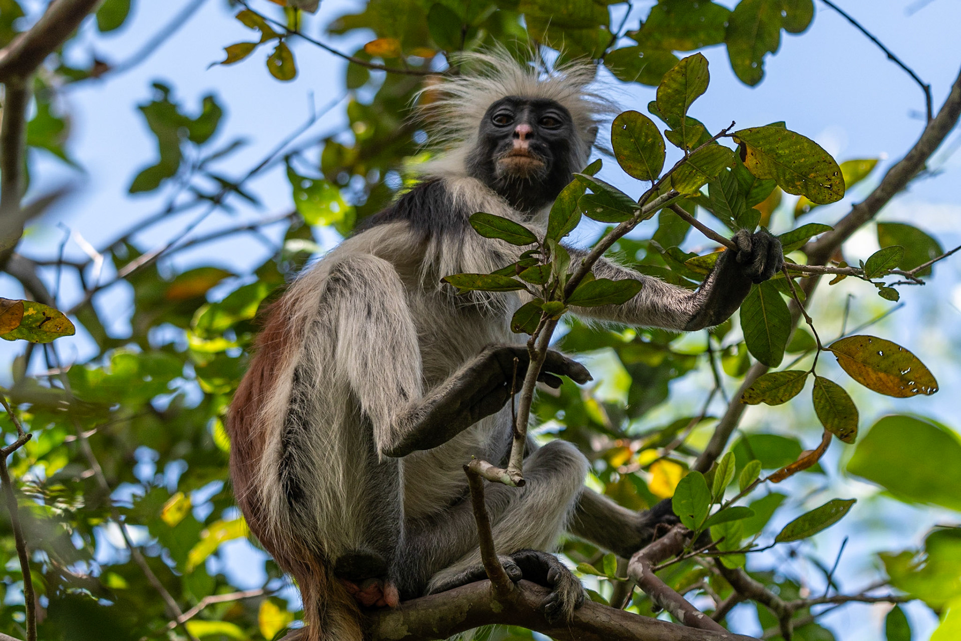 Zanzibar Red Colobus Monkey, Jozani Forest, Zanzibar, Tanzania