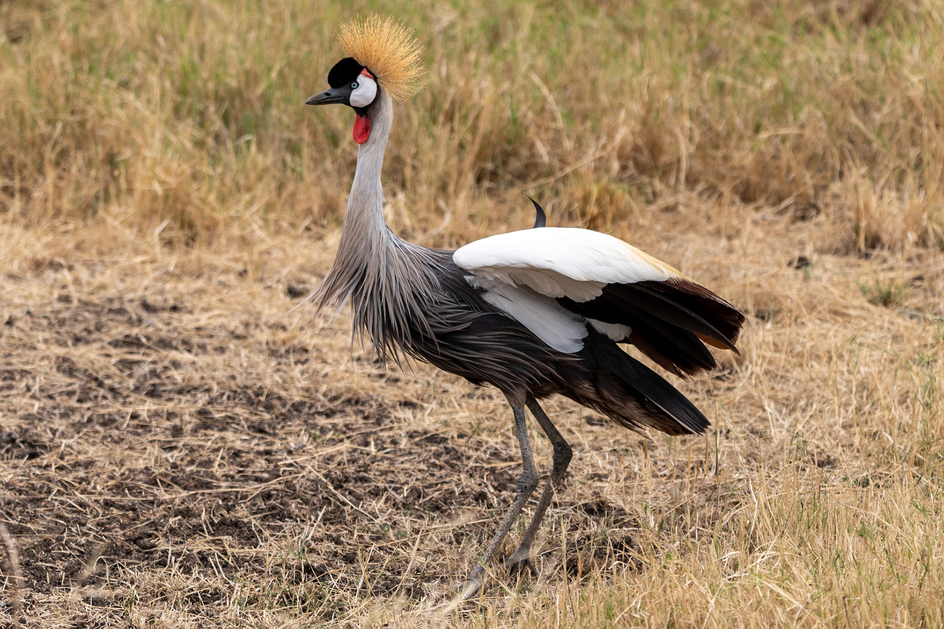 Grey Crowned Crane, Ngorongoro Crater