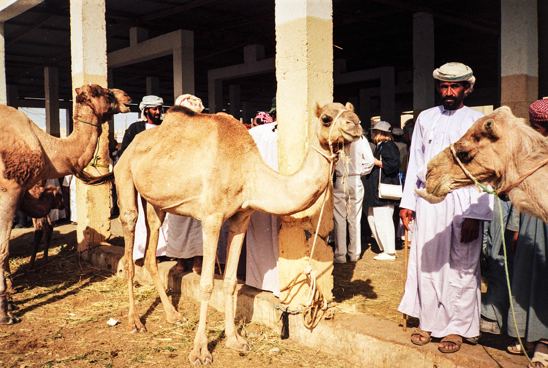 Camel market, Sanaw