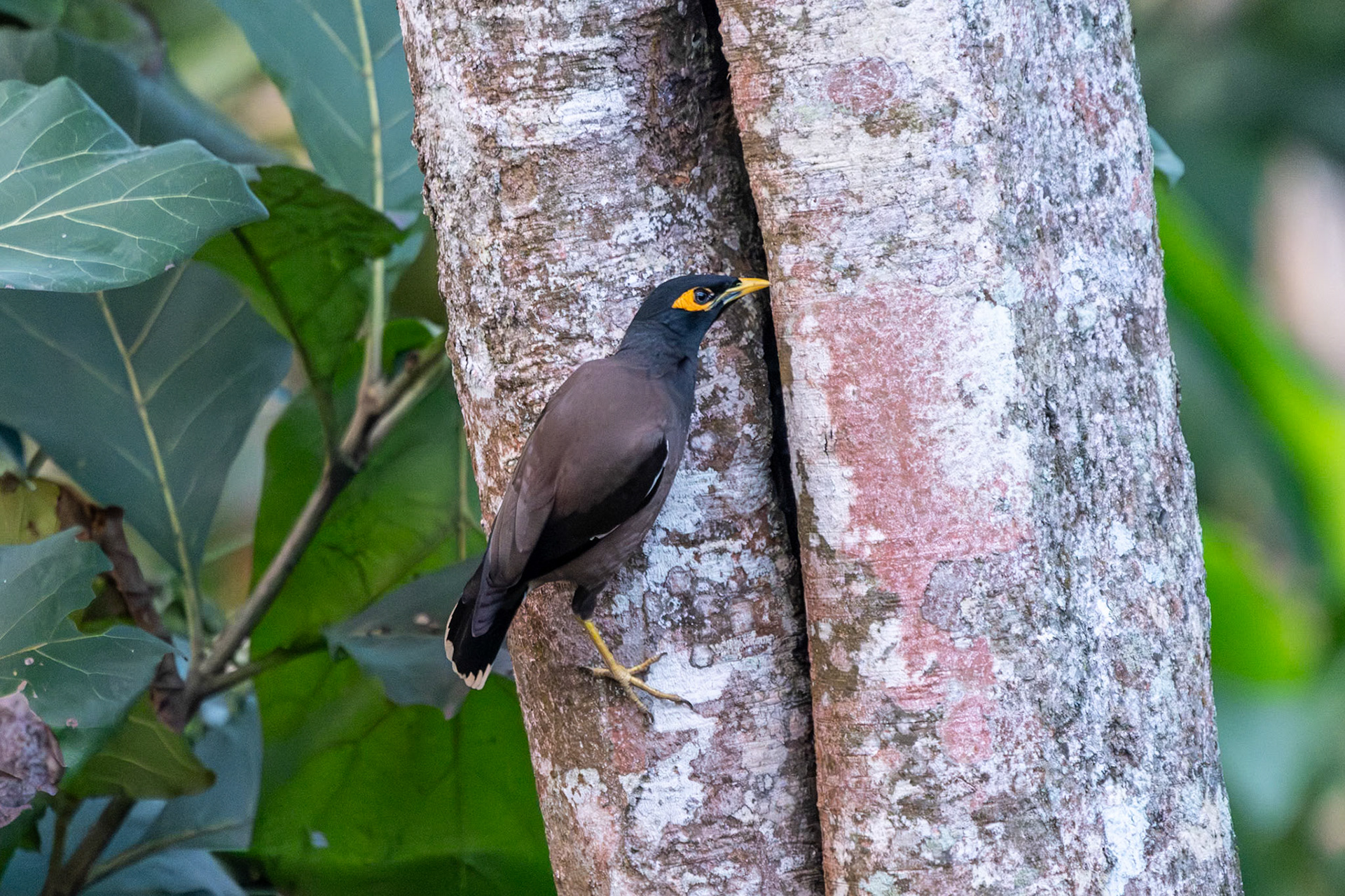 Common Myna, Thekkady