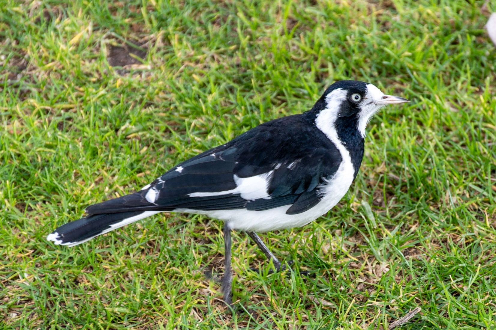 Magpie Lark, Perth, WA