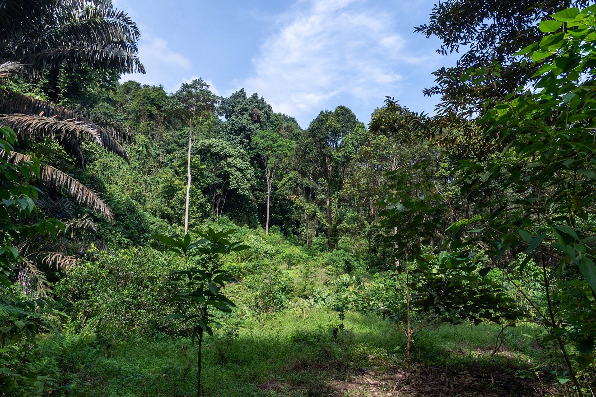 Jungle scene, Tangkahan