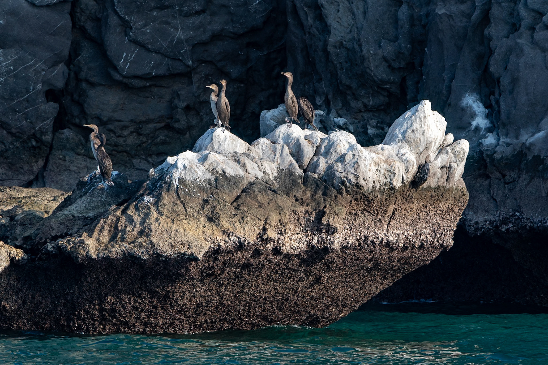 Cormorants, Fjords, Khasab