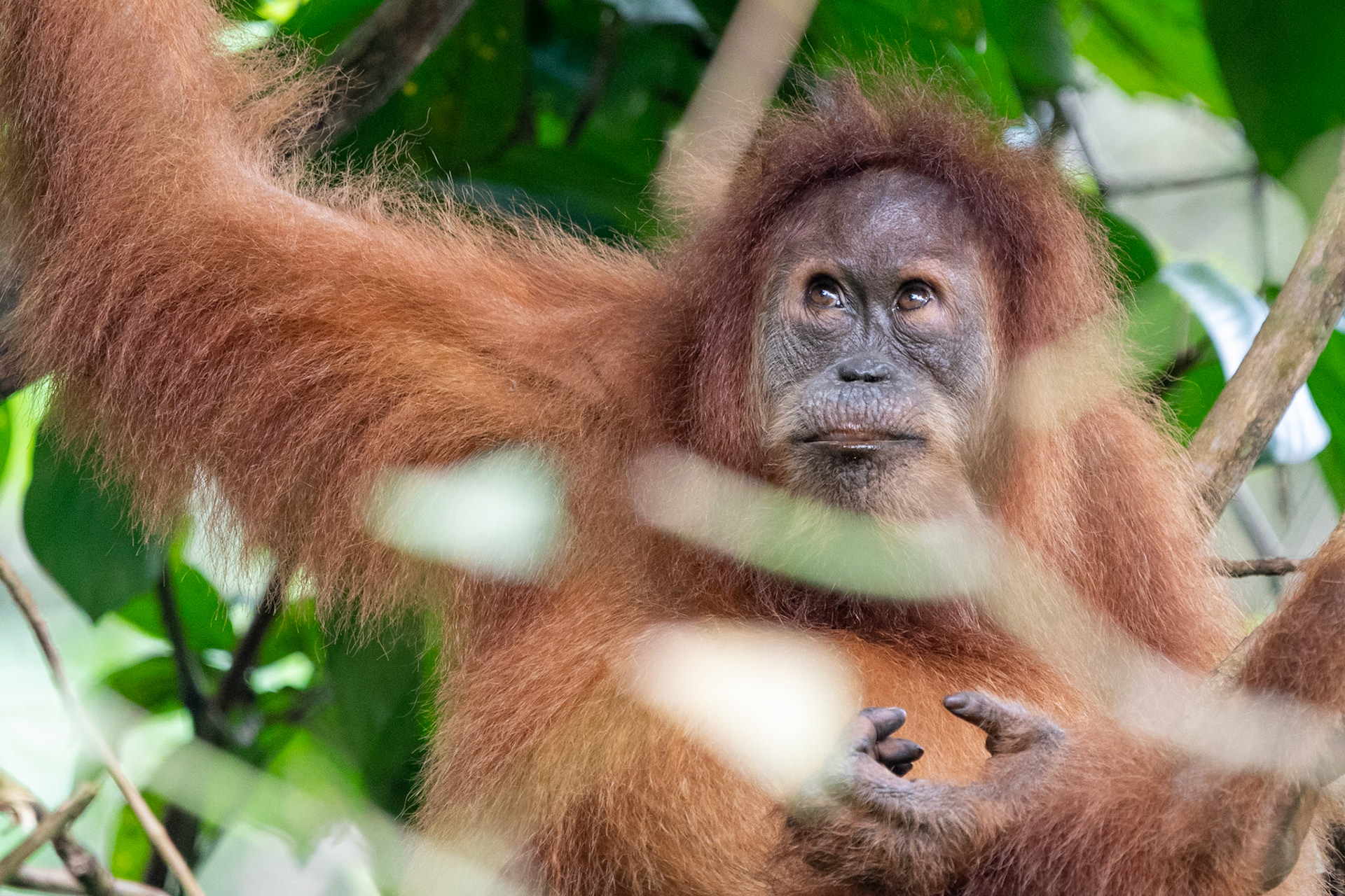 Orangutan, Bukit Lawang, Indonesia