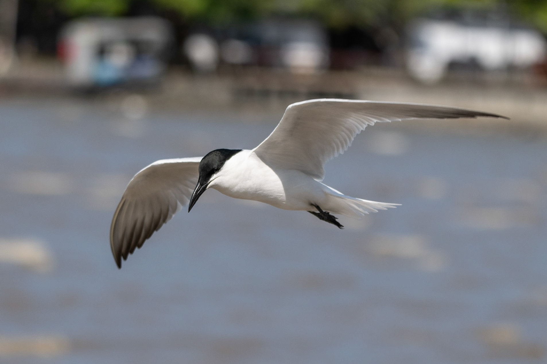 Gull-billed Tern, Cairns, Queensland, Australia