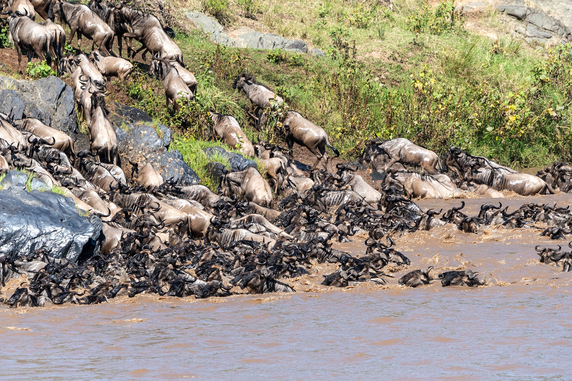 Wildebeests crossing Mara River, Maasai Mara