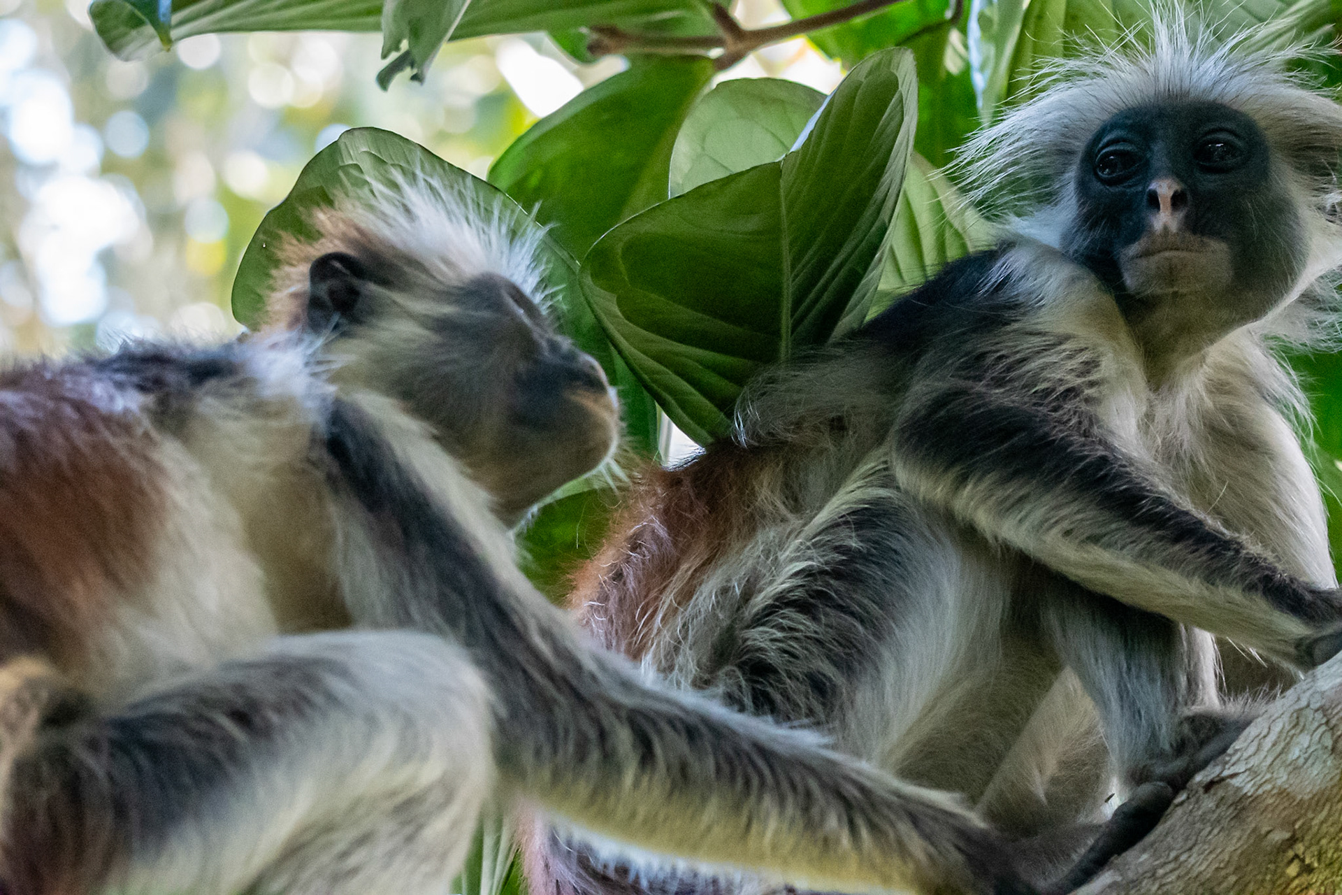 Zanzibar Red Colobus Monkey, Jozani Forest, Zanzibar, Tanzania