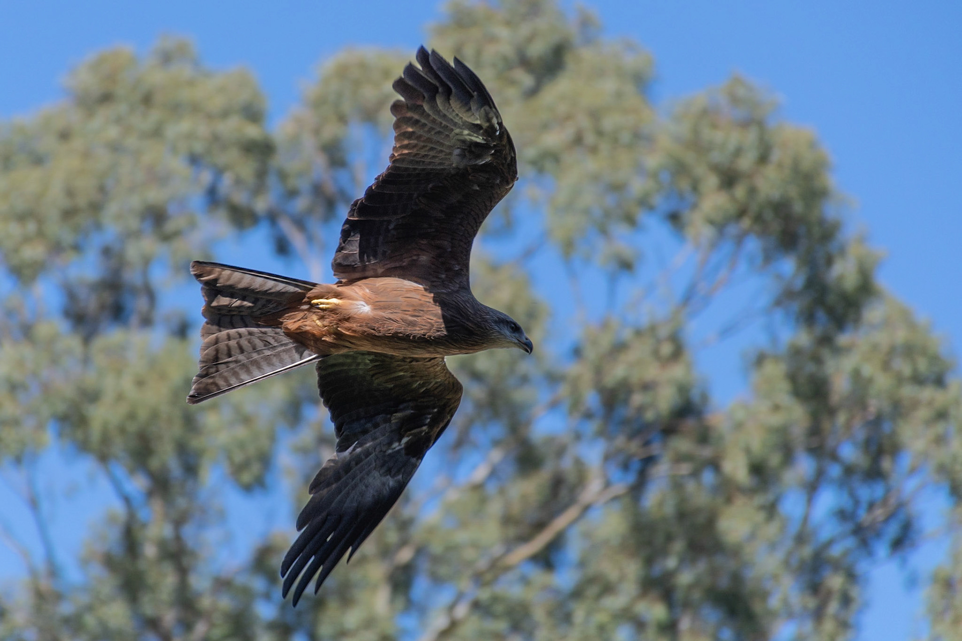 Black Kite (cap), Healesville, Victoria, Australia