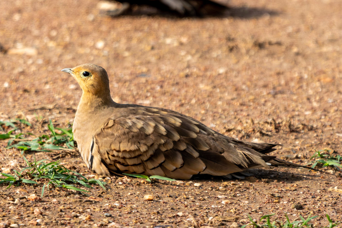 Chestnut-bellied Sandgrouse, Serengeti