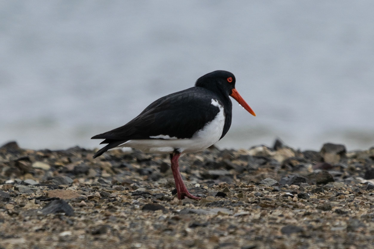 Australian Pied Oystercatcher, St Helens, Tas