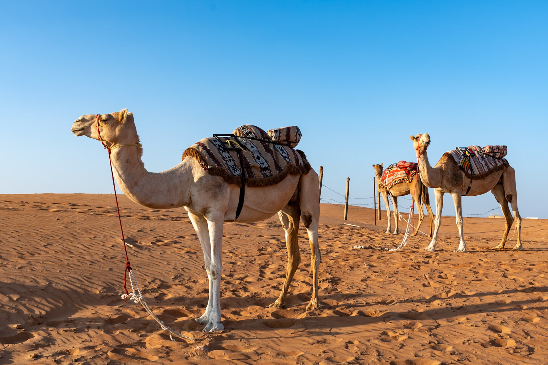 Camels for tourist rides, Al Sarmadi Desert Camp, Wahiba Sands