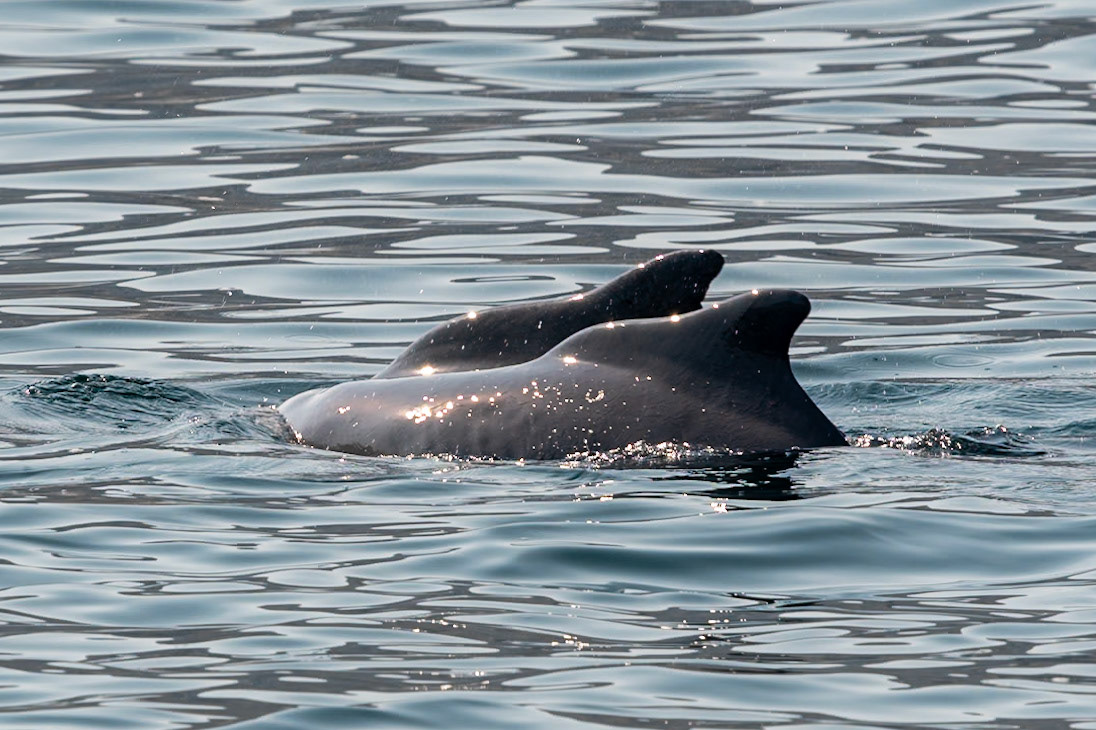 Dolphins, Fjords, Khasab