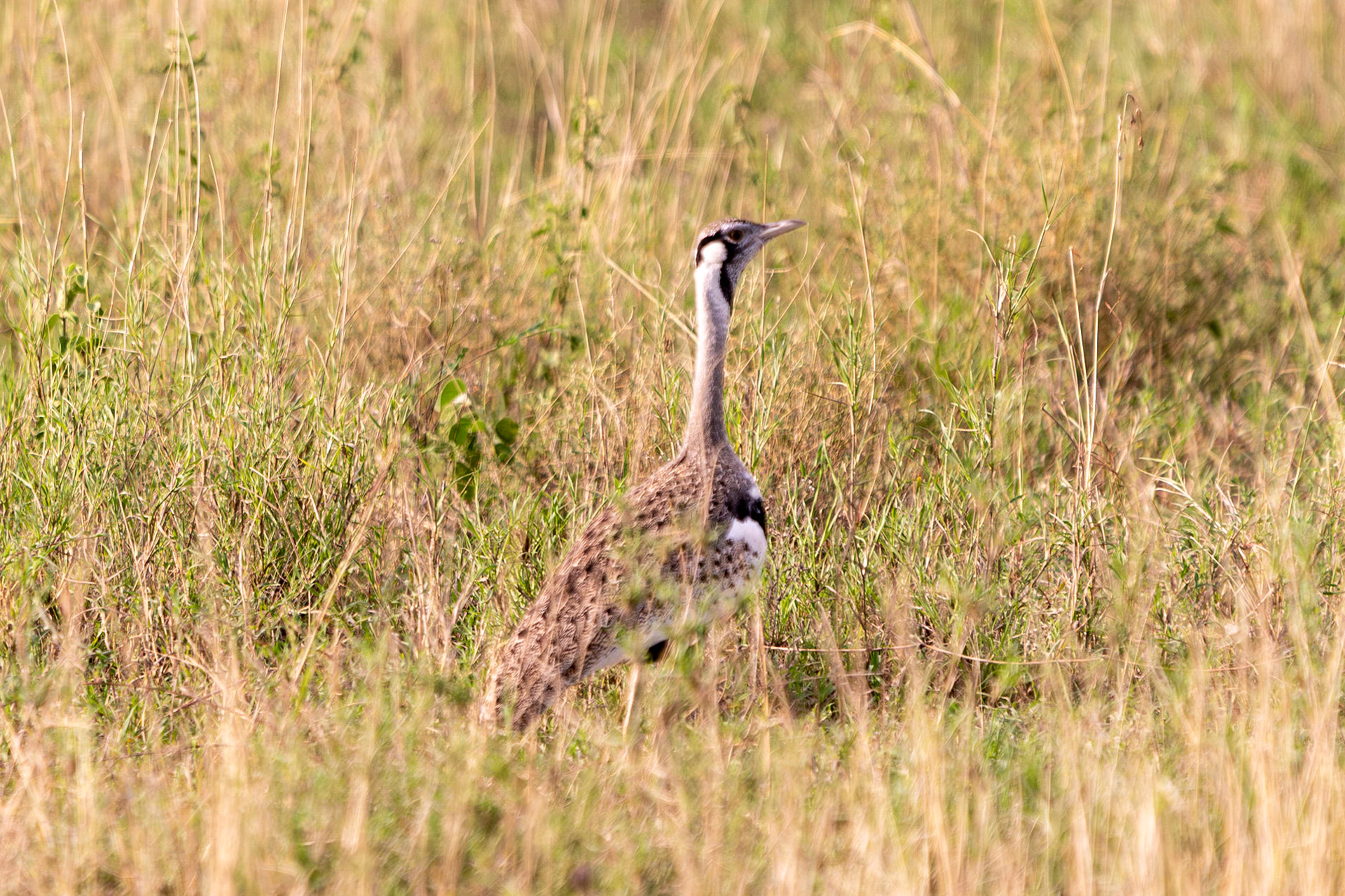 Black-bellied Bustard, Serengeti