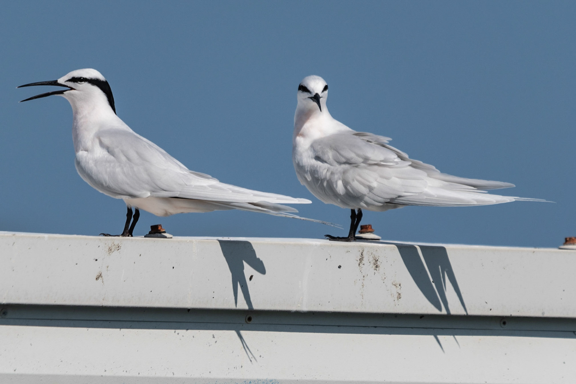 Black-naped Terns, Green Island, Qld