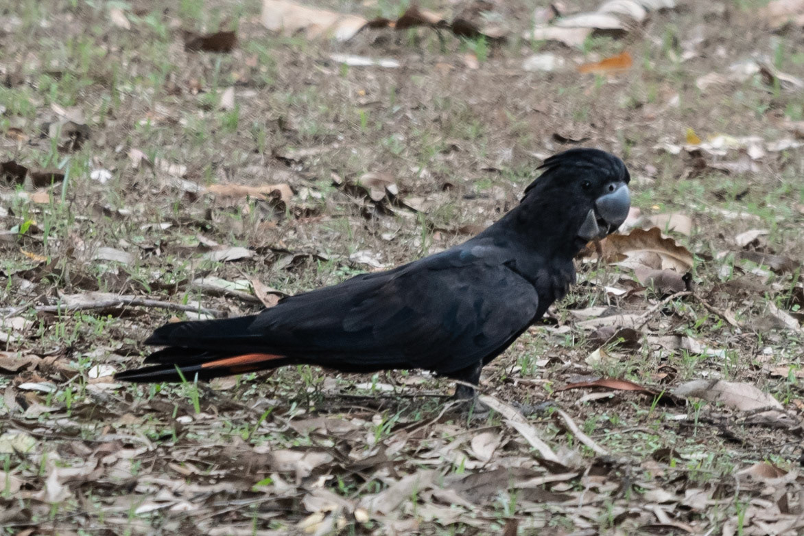Red-tailed Black Cockatoo, Adelaide River, NT