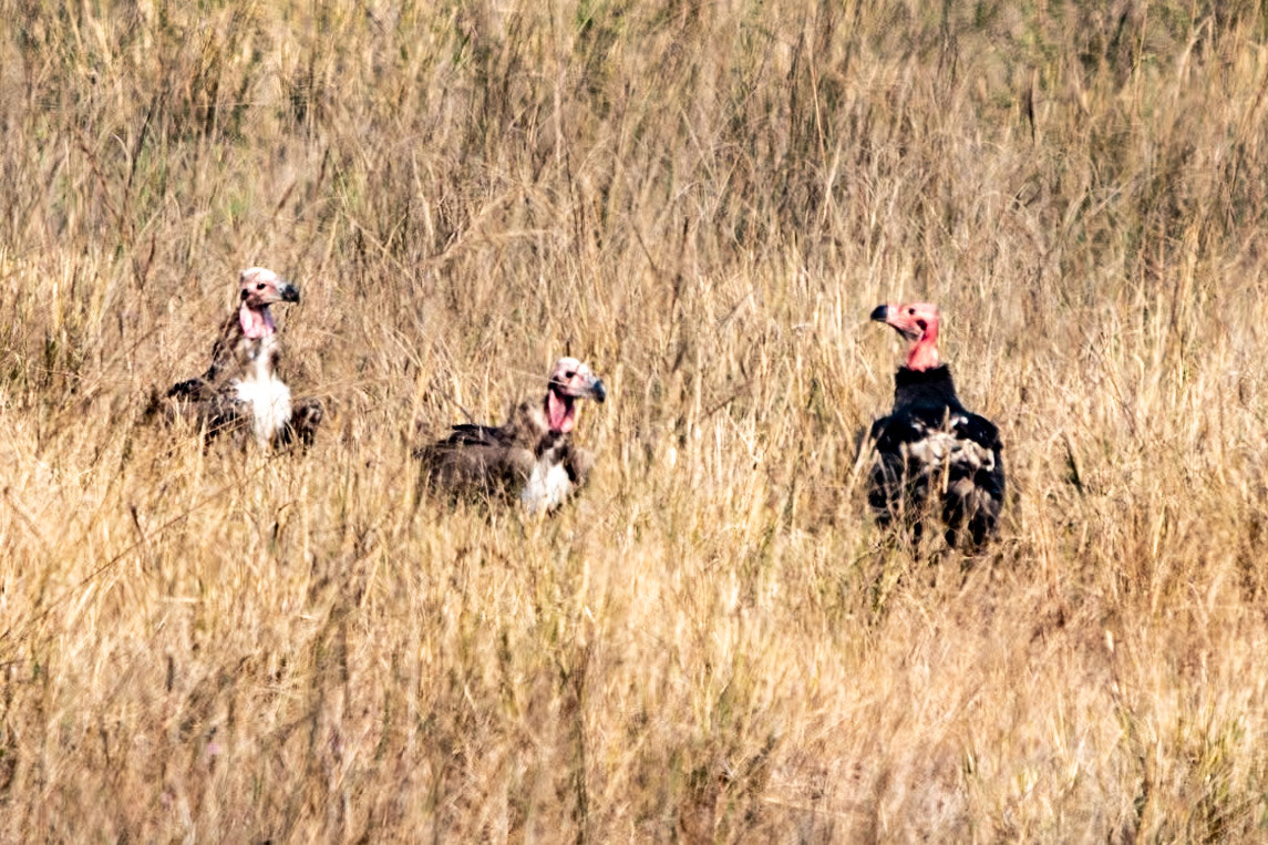 Red-headed Vultures, Bandhavgarh
